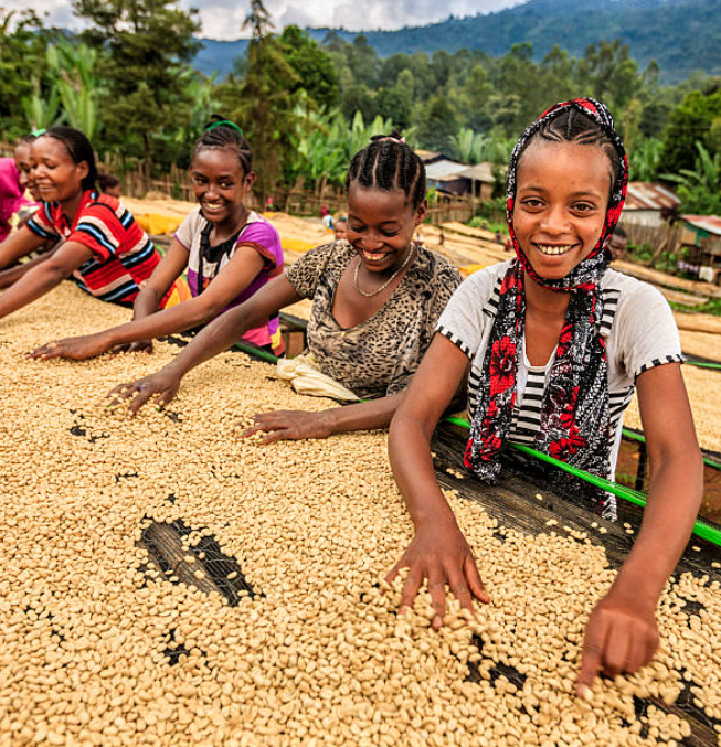 ethiopian arabica coffee exporter